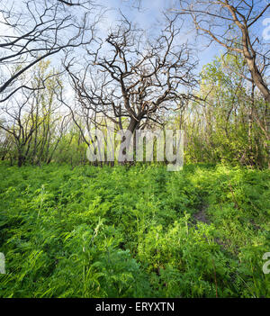 Frühling im schönen Zauberwald mit grünen Pflanzen, Bäumen und Trail Sonnenuntergang. Landschaft Stockfoto