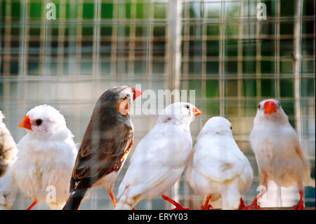 Gewöhnliche Wacholdervögel, Estrilda astrild, St. Helena Wacholdervogel, Sonntag Pet Market, Baghbazar, Kalkutta, Kolkata, West Bengalen, Indien, Asien Stockfoto