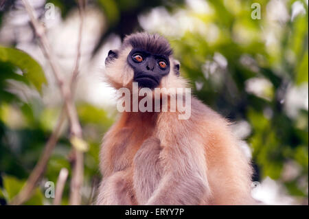 Languren Hoollongapar Gibbon in Jorhat in Assam Indien Asien begrenzt Stockfoto