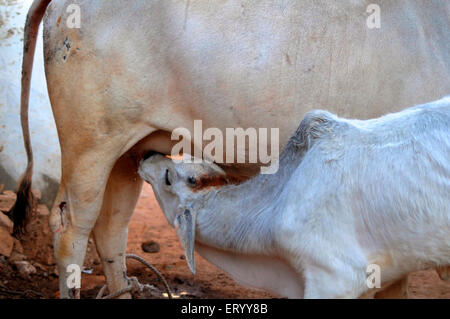 Kalb säugen, Kuh Fütterung Kalb; Bhuj; Kutch; Gujarat; Indien, asien Stockfoto