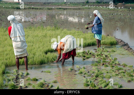 Arbeitnehmer, die im Reisfeld; Kerala; Indien Stockfoto