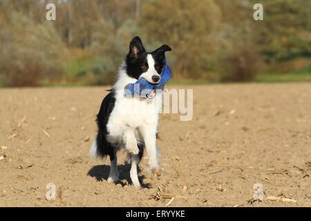 Border Collie zu spielen Stockfoto