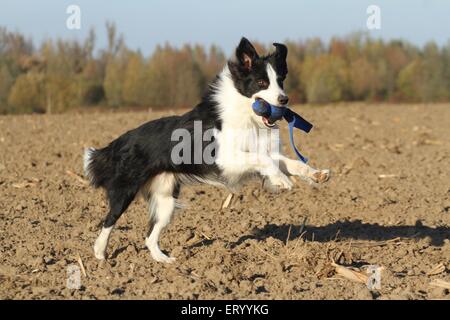Border Collie zu spielen Stockfoto
