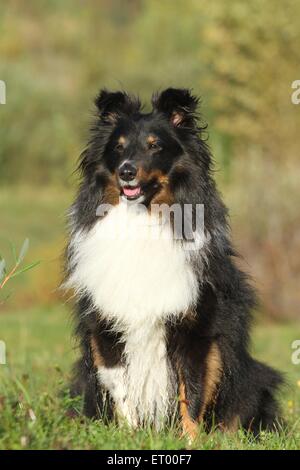 Shetland Sheepdog sitzen Stockfoto