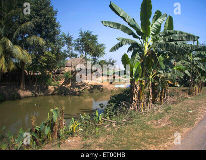 Bananenbäume, Dorf Teich; Birbhum; Bolpur; Shantiniketan; West Bengalen; Indien, asien Stockfoto