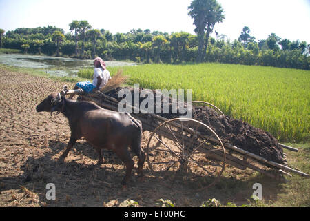 Bullock-Wagen, der Gülle trägt; Birbhum; Bolpur; Shantiniketan; Westbengalen; Indien, Asien Stockfoto