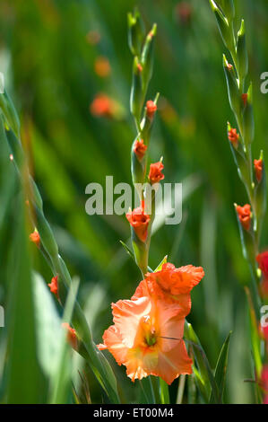 Gladiolus Blume, Gladioli Blumen, Schwertlilie, Blumenzucht, Blumenzucht, Midnapur, Midnapur, Medinipur, Westbengalen, Indien, Asien Stockfoto