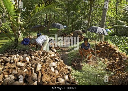 Keralite Frauen entfernen Kokosnußhülle aus Kokos Kokos Seilen und Matten; Kerala; Indien Stockfoto