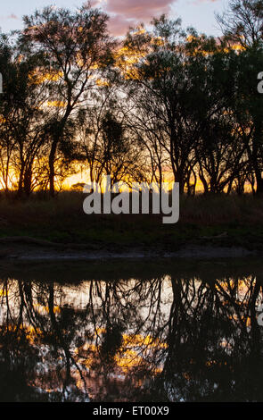 Sonnenuntergang Reflexionen von Bäumen gesäumten Bach im australischen Outback, in der Nähe von Longreach, Queensland. Stockfoto