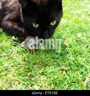 Herefordshire, UK Juni 2015 Oscar eine neun Monate alte schwarze Katze mit einer jungen Maus, die er gerade in einem ländlichen Garten in Herefordshire gefangen ist. Stockfoto