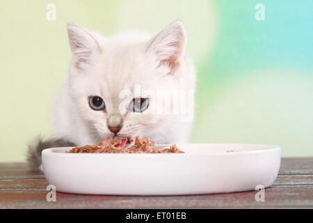 British Kurzhaar Kätzchen Essen Stockfoto