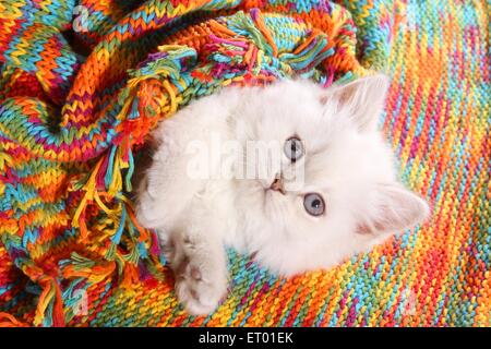 liegenden Highlander Kitten Stockfoto