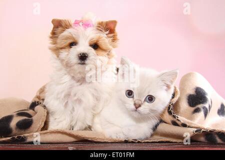 Yorkshire Terrier Welpen und Britisch Kurzhaar Kitten Stockfoto