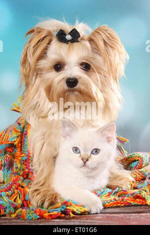 Yorkshire-Terrier und Britisch Kurzhaar Kitten Stockfoto