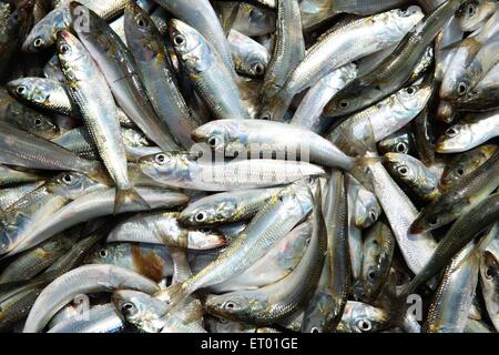 Fisch zu verkaufen, Fischmarkt, Vypin Island, Cochin, Kochi, Kerala, Indien, Asien Stockfoto