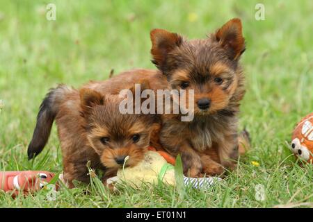 2 Yorkshire-Terrier Welpen Stockfoto