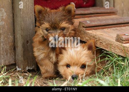 2 Yorkshire-Terrier Welpen Stockfoto
