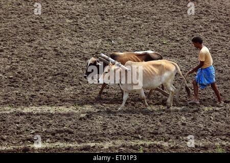 Assamesischer Landwirt pflügt Feld mit Bullen Assam Indien Bauern Stockfoto