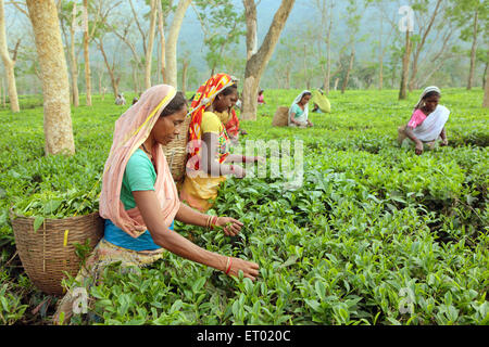 Frauen, die frische Teeblätter aus dem Teegarten pflücken; Assam; Indien; Asien Stockfoto