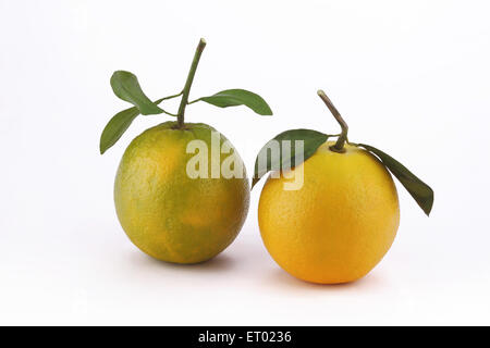 Orange Frucht auf weißem Hintergrund Stockfoto