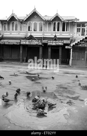 Tauben Baden im Altstädter Ring, Darjeeling, Westbengalen, Indien, 2011 Stockfoto