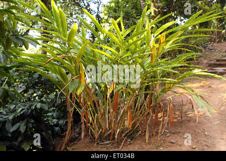 Kardamom, Kardamum, Kardamom-Pflanze, Elettaria cardamomum, Coorg, Madykeri, Bergstation, Kodagu, Western Ghats, Karnataka, Indien, Asien Stockfoto