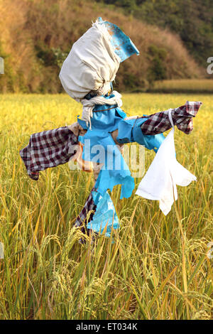 Humanoide Vogelscheuche in Reisfeld, Köder, Schaufensterpuppe, Coorg, Madykeri, Bergstation, Kodagu Bezirk, Western Ghats, Karnataka, Indien, Asien Stockfoto