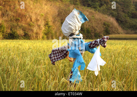 Humanoide Vogelscheuche in Reisfeld, Köder, Schaufensterpuppe, Coorg, Madykeri, Bergstation, Kodagu Bezirk, Western Ghats, Karnataka, Indien, Asien Stockfoto