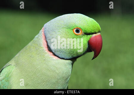 Rosenberingsittich, Ringhals-Sittich, psittacula krameri, Nadiad, Kheda-Bezirk, Gujarat, Indien, Asien Stockfoto