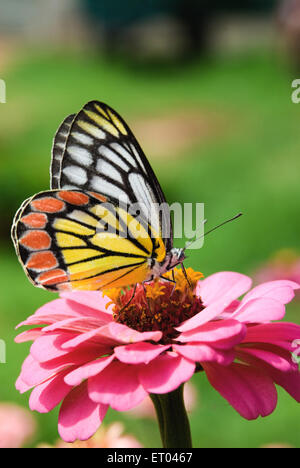 Gemeinsame jezebel , Delias eucharistis , Schmetterling , Lalbagh Botanical Garden , Bangalore , Bengaluru , Karnataka , Indien , Asien Stockfoto