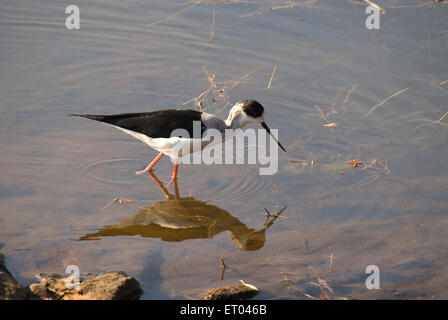 Schwarz geflügelte Stelze , himantopus himantopus , Ranthambore National Park ; Sawai Madhopur, Rajasthan ; Indien , asien Stockfoto