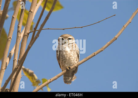 Gefleckte Owlet Athene Brama; Ranthambore Nationalpark; Rajasthan; Indien Stockfoto