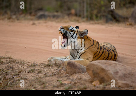 Royal Bengal Tiger sitzen auf Wald verfolgen in Bandhavgarh National Park in Indien Stockfoto