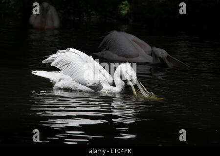 Krauskopfpelikan (Pelecanus Crispus) Fischfang im Zoo Prag. Stockfoto