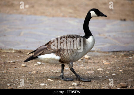 Kanadagans (Branta Canadensis) am Zoo Prag. Stockfoto