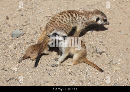 Erdmännchen (Suricata Suricatta), auch bekannt als die Suricate mit zwei Babys im Zoo Prag. Stockfoto