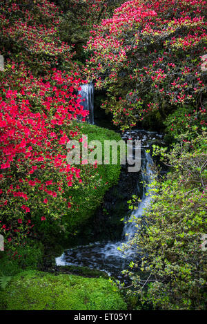 Bunten Azaleen blühen neben einem kleinen Wasserfall im Cholmondeley Castle Gardens in Cheshire, England. Stockfoto