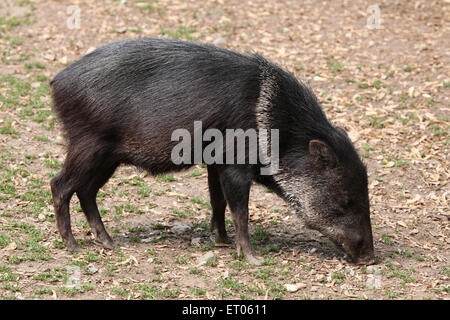 Halsband Peccary (Pecari Tajacu) am Zoo Prag. Stockfoto