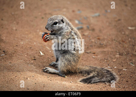 Kap-Borstenhörnchen (Xerus Inauris) am Zoo Prag. Stockfoto