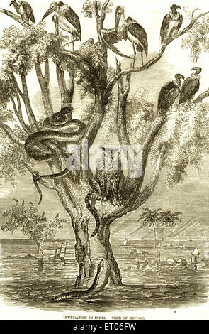 Baum mit Leopardennatter Python Vögel Storch Geier, alten Jahrgang 1800s Stockfoto