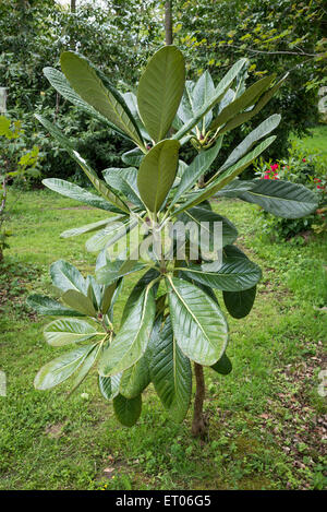 Large blätterige Rhododendron in den Gärten des Cholmondeley Castle in Cheshire. Stockfoto