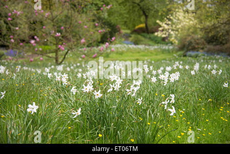 Natürliche Anpflanzungen von weißen Narzissen Cholmondeley Castle Gardens in Cheshire. Stockfoto