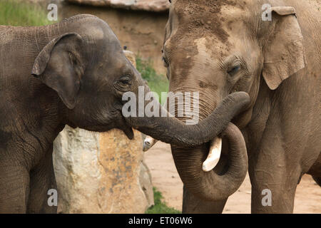 Zwei indische Elefanten (Elephas Maximus Indicus) am Zoo Prag. Stockfoto