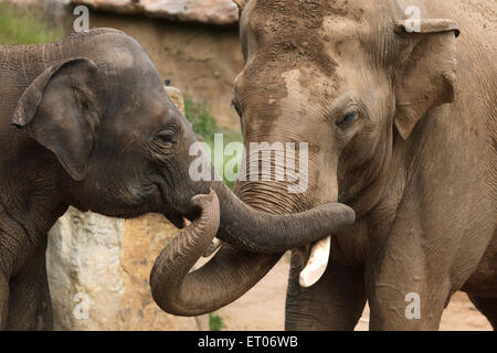 Zwei indische Elefanten (Elephas Maximus Indicus) am Zoo Prag. Stockfoto