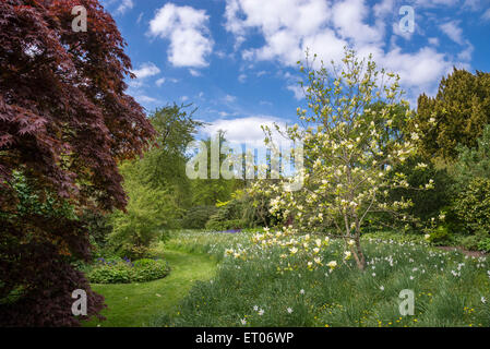 Gelbe Magnolien blühen im Frühjahr in Cholmondeley Castle Gardens, Cheshire. Stockfoto