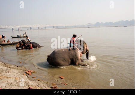 Elefantenbaden, Gandak Fluss; Gandaki Fluss, Narayani Fluss, Sonepur Messe, Harihar Kshetra Mela, Sonepur; Bihar; Indien, asien Stockfoto