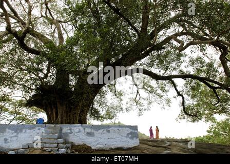 Zwei Frauen, die unter einem großen Baum spazieren, Thiruvilwamala Dorf, Thrissur Bezirk, Kerala, Indien, Asien Stockfoto