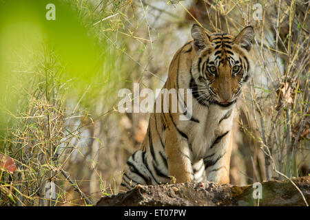 Porträt eines königlichen Bengal Tigers in Bandhavgarh National Park Stockfoto