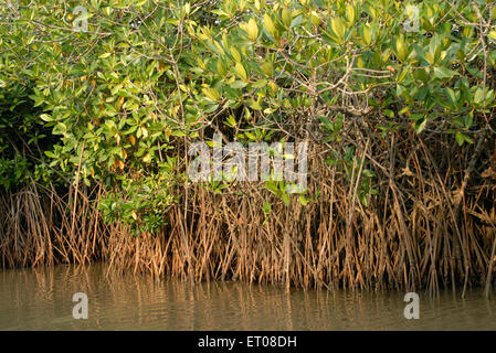 Killai Backwater, Pichavaram Mangroven, Chidambaram, Cuddalore District, Vellar Coleroon Mündung, Tamil Nadu, Indien, Asien Stockfoto