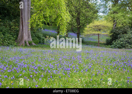 Glockenblumen Blüte Cholmondeley Castle Gardens in Cheshire. Stockfoto